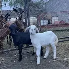 خروف ورخل للبيع