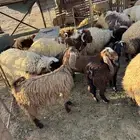 بهم للبيع العدد 8