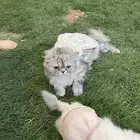قطه مفقوده في حي شبرا غرب الرياض