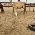 ناقه لقحه