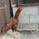 للبيع ديك باكستاني
