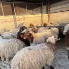 نعيمي بلدي شرط