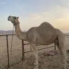 ناقه حمرا