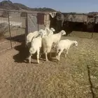 للبيع 9 طليان كلش خروف