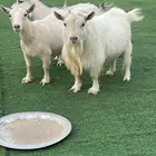 للبيع معزا قزميات مع الفحل صنف