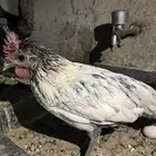 ديوك عربي