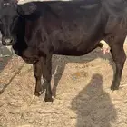 خميس مشيط القاعه