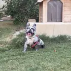 انثى فرنش بولدق ميرلي