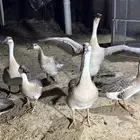 وز عراقي