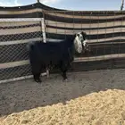 تيس شرط القريع