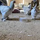 الخرج دجاج البراهما