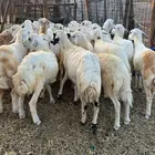25 رخال حريات اضاحي السعر 950