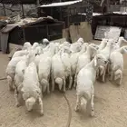 خرفان