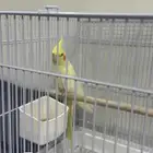 كوكتيل لاتينو