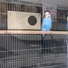 طيور باجي او طيور الحب