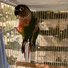 ازواج كنيور يلوسايد