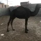 قعود مفرد حليب امها