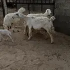 غنم خلفات