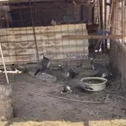 طاؤوس