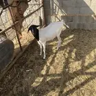 بربري ذبح مغلق