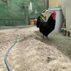 ديك الاسترالوب
