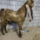 تيس حجازي كاموري