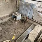 ديوك بلدي اصيل من إنتاجي