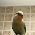 ببغاء روز أليف