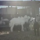 طليان وتيوس