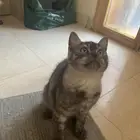 قط سكوتش ستريت للبيع