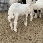 داغور حري خروف