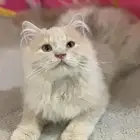 قطو ذكر للبيع عمر ثلاث شهور