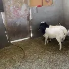 برابر