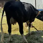 بكر عليه حسيل عمره ثلاث شهور