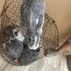 ارانب كفو 3 بلدي واحد مدري وش نوعه