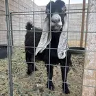 عنز حليييب تامه