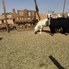 خرفان و رخال