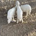 ثلاث رخال طيبه