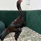 ديك بكستاني عمرو تقريبن 6 شهور