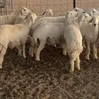رخال جذعات العدد10