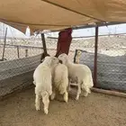 طليان ورخل اضاحي