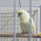 انثى بادجي لون مميز