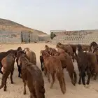 سواكن حمري 45 راس (تم البيع)