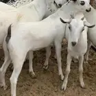 للبيع جفار بيشيات صنف