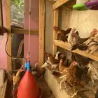 ديوك بلدي
