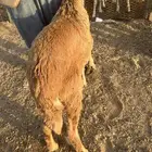 ذبيحة سواكني مقفل شحم