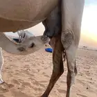 خلف تحت بكره شرط من كل شي