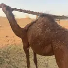 للبيع بكره فل شحم