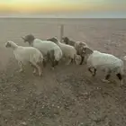 خروف فحل نعيمي طيب صنف