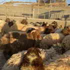 للبيع ذبايح